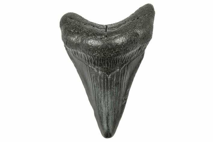 Juvenile Megalodon Tooth - South Carolina #340499